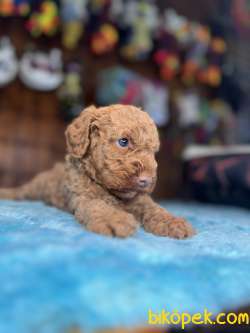 Pembe Burun Pembe Dudak  Toy Poodle 5