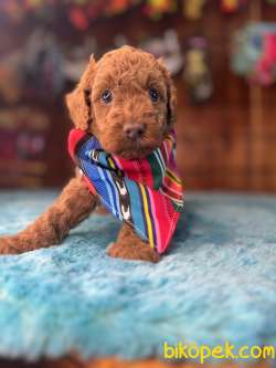 Pembe Burun Pembe Dudak  Toy Poodle 4