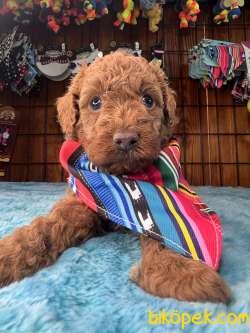 Pembe Burun Pembe Dudak  Toy Poodle 2