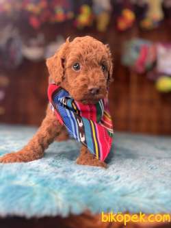 Pembe Burun Pembe Dudak  Toy Poodle 1