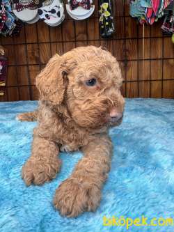 Pembe Burun Pembe Dudak  Toy Poodle 3