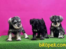 RESMİ ÜRETİCİDEN MİNYATÜR SCHNAUZER YAVRULAR