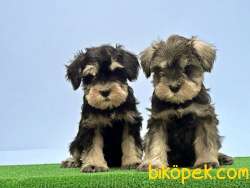 RESMİ ÜRETİCİDEN MİNYATÜR SCHNAUZER YAVRULAR