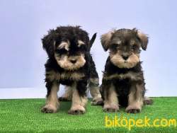 RESMİ ÜRETİCİDEN MİNYATÜR SCHNAUZER YAVRULAR 5