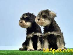 RESMİ ÜRETİCİDEN MİNYATÜR SCHNAUZER YAVRULAR 2