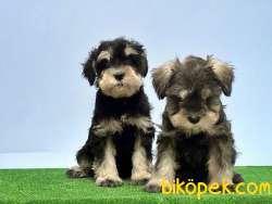RESMİ ÜRETİCİDEN MİNYATÜR SCHNAUZER YAVRULAR 4