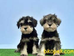RESMİ ÜRETİCİDEN MİNYATÜR SCHNAUZER YAVRULAR 3