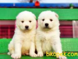 RESMİ ÜRETİCİDEN SAMOYED YAVRULAR 1