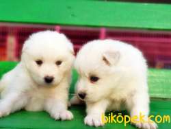 RESMİ ÜRETİCİDEN SAMOYED YAVRULAR 2