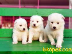 RESMİ ÜRETİCİDEN SAMOYED YAVRULAR 3