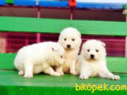 RESMİ ÜRETİCİDEN SAMOYED YAVRULAR 4