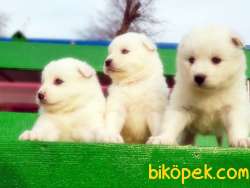 RESMİ ÜRETİCİDEN SAMOYED YAVRULAR 5