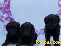 RESMİ ÜRETİCİDEN SİYAH TOY POODLE YAVRULAR