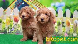 RESMİ ÜRETİCİDEN TOY POODLE YAVRULAR 5