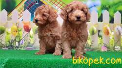 RESMİ ÜRETİCİDEN TOY POODLE YAVRULAR 2