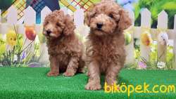 RESMİ ÜRETİCİDEN TOY POODLE YAVRULAR 4