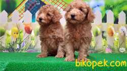 RESMİ ÜRETİCİDEN TOY POODLE YAVRULAR