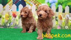 RESMİ ÜRETİCİDEN TOY POODLE YAVRULAR 3