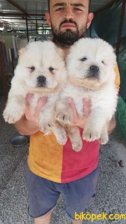 RESMİ ÜRETİM ÇİFTLİĞİNDEN CHOW CHOW YAVRULARI 1