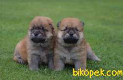 RESMİ ÜRETİM ÇİFTLİĞİNDEN CHOW CHOW YAVRULARI 4