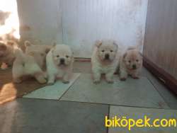 RESMİ ÜRETİM ÇİFTLİĞİNDEN CHOW CHOW YAVRULARI 2