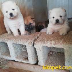 RESMİ ÜRETİM ÇİFTLİĞİNDEN CHOW CHOW YAVRULARI 3