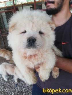 RESMİ ÜRETİM ÇİFTLİĞİNDEN CHOW CHOW YAVRULARI 3