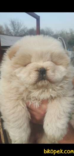 RESMİ ÜRETİM ÇİFTLİĞİNDEN CHOW CHOW YAVRULARI 2