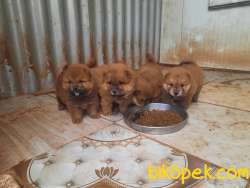 RESMİ ÜRETİM ÇİFTLİĞİNDEN CHOW CHOW YAVRULARI 4