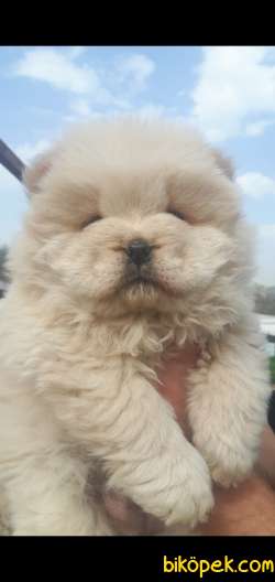 RESMİ ÜRETİM ÇİFTLİĞİNDEN CHOW CHOW YAVRULARI 1