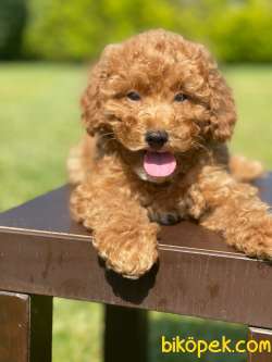 Rezerveye Açık Toy Poodle Yavrularimiz 1