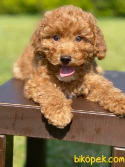 Rezerveye Açık Toy Poodle Yavrularimiz 3