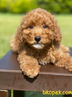 Rezerveye Açık Toy Poodle Yavrularimiz 2