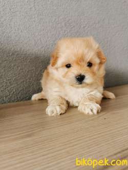 Rezerveye Müsait F1 Maltipoo 1
