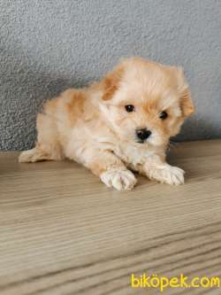 Rezerveye Müsait F1 Maltipoo 4