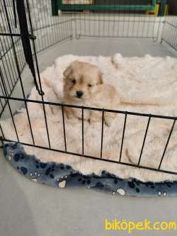 Rezerveye Müsait F1 Maltipoo 3