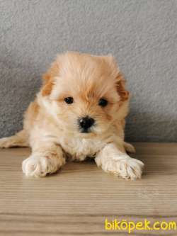 Rezerveye Müsait F1 Maltipoo 2