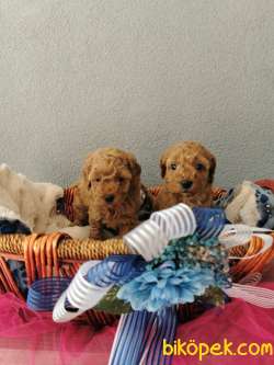 Rezerveye Uygun Poodle Yavrularımız 5