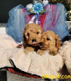 Rezerveye Uygun Poodle Yavrularımız 2