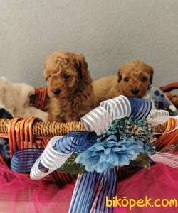 Rezerveye Uygun Poodle Yavrularımız 3