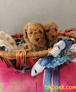 Rezerveye Uygun Poodle Yavrularımız 4