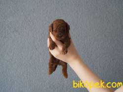 Rezerveye Uygun Toy Poodle