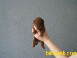 Rezerveye Uygun Toy Poodle 3