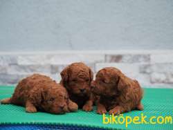 Rezerveye Uygun Toy Poodle 2