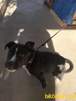 ROCKY AMSTAFF 3