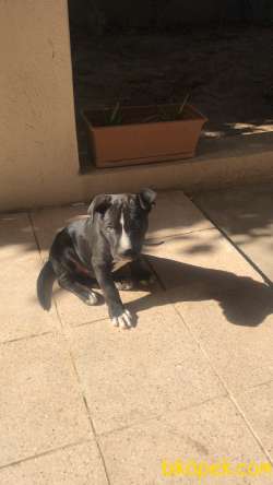 ROCKY AMSTAFF 1