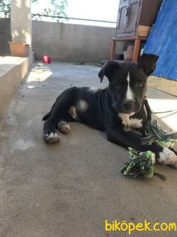 ROCKY AMSTAFF 2