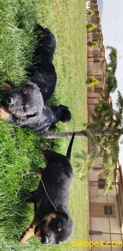 Rodwiller Yavru 2