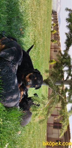 Rodwiller Yavru 1