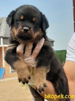 ROTTWE,LER YAVRULARI 2